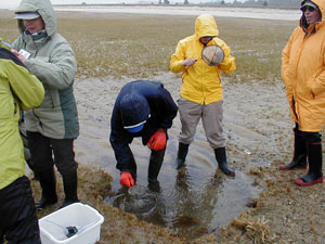 collecting marine invertebrates