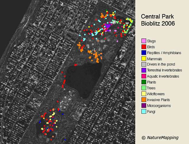 Central Park Bioblitz data