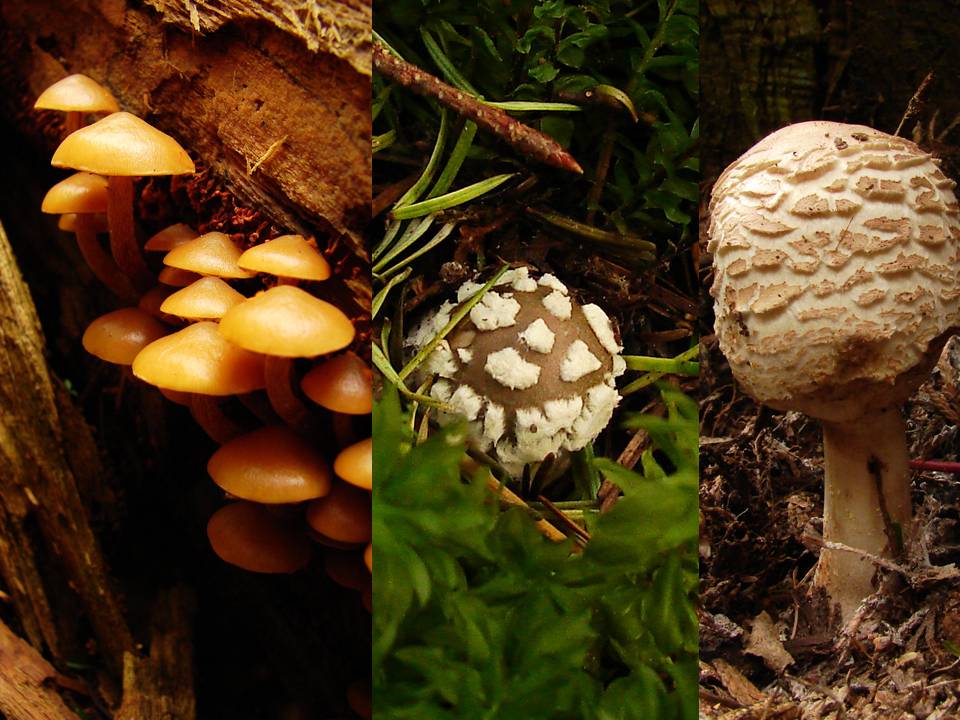 fungi_specimens