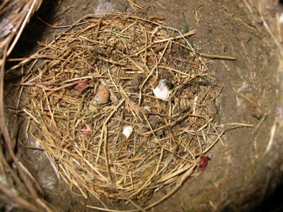 empty robin eggs nest