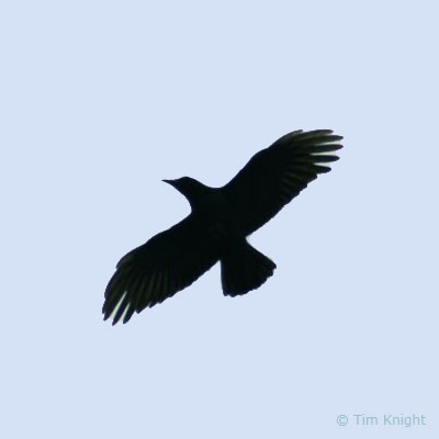 raven flying away