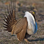 Greater Sage_Grouse