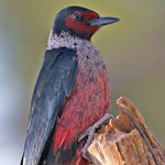 lewis woodpecker