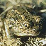 Great Basin Spadefoot Toad