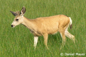 Mule deer photo by Daniel Mayer, 2005