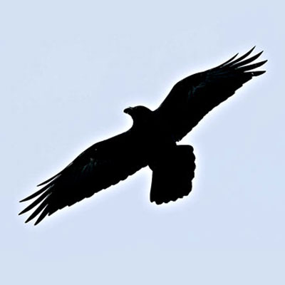 black raven flying