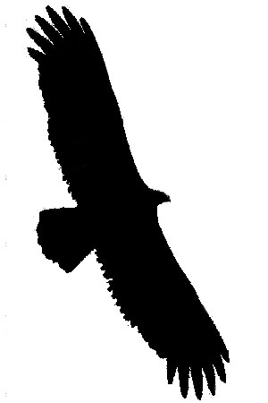 Turkey Vulture Silhouette