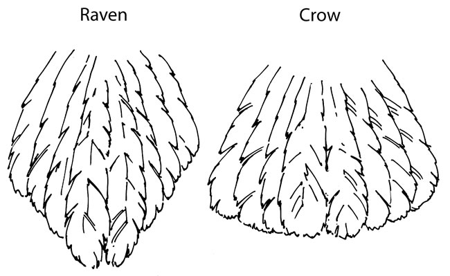raven vs crow tail feathers