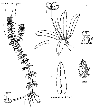 Hydrilla