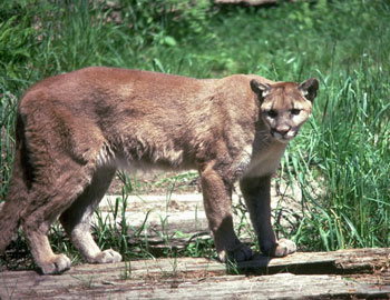 Cougar Facts for Kids - NatureMapping