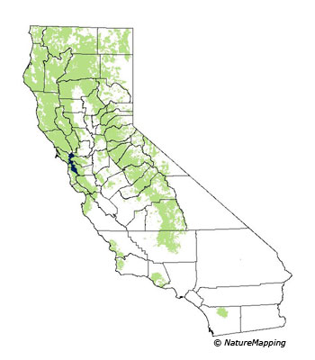 California NatureMapping - Steller's Jay Fact Sheet
