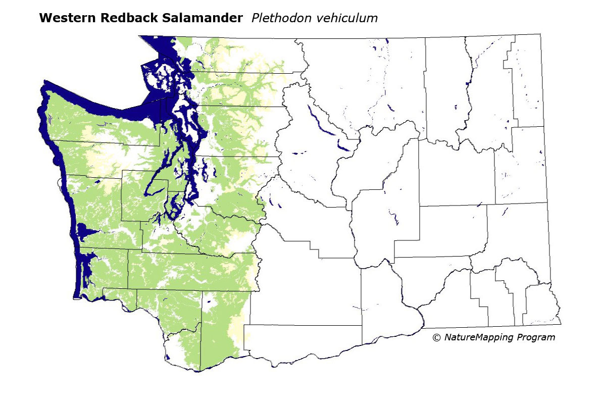Western red-backed salamander  Washington Department of Fish & Wildlife
