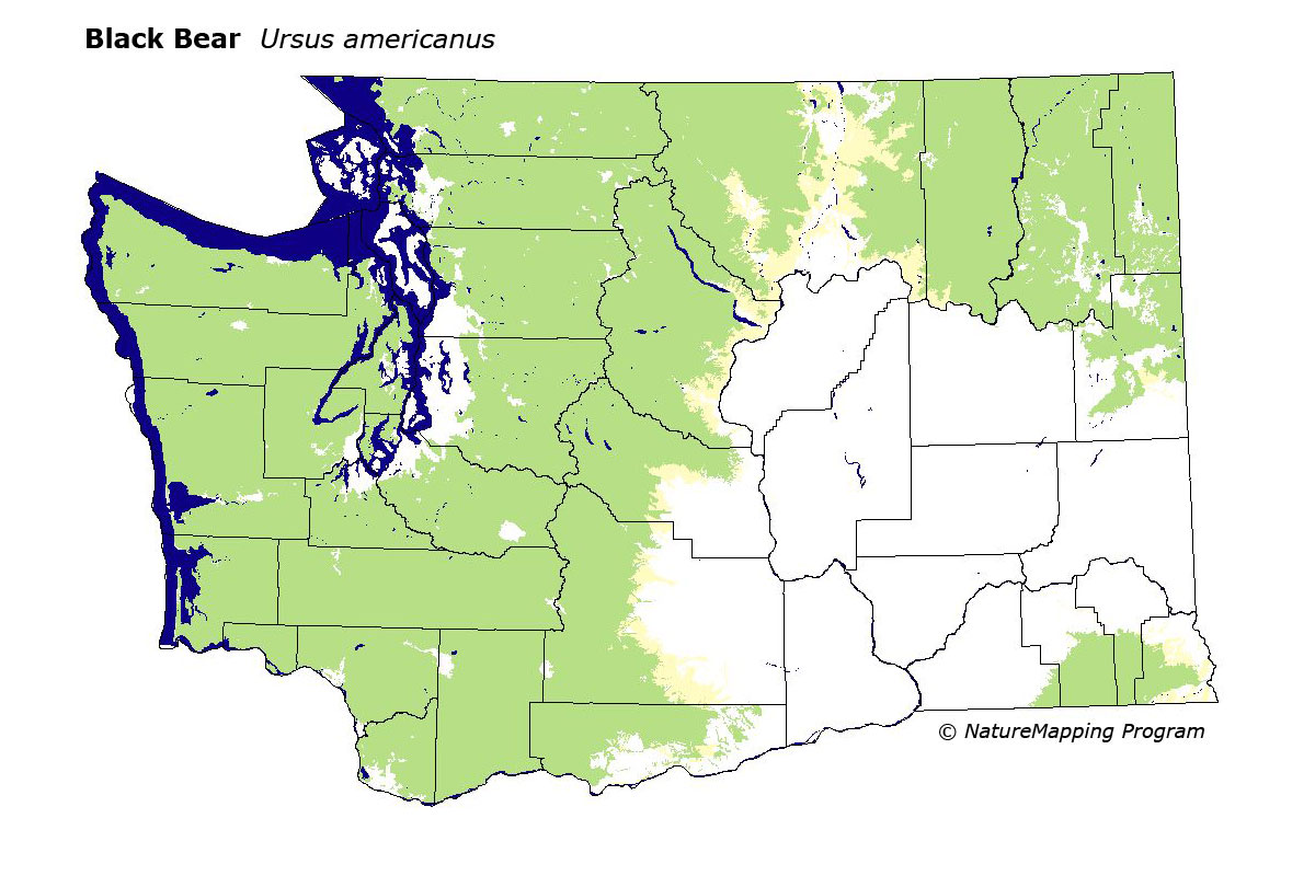 Distribution Map Black Bear Ursus Americanus