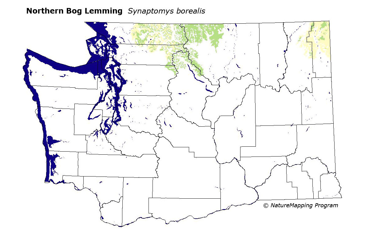 Minnesota Profile: Northern bog lemming (Synaptomys borealis), September–October 2022, Minnesota Conservation Volunteer