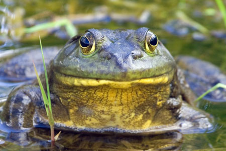thumbnail image 2 of Live Bullfrog Tadpoles (125 Count) For Ponds – Overnight Shipping From The US 2 of 6