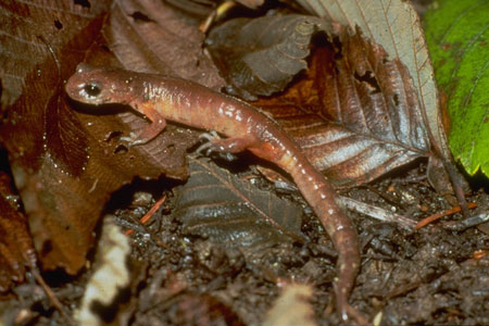 ensatina salamander