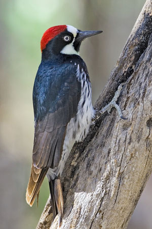 acorn woodpecker photo
