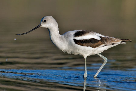 American Avocet photo by Natures Pics