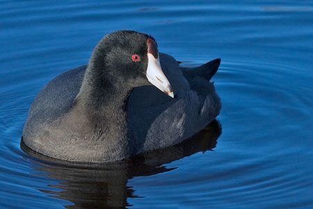 American coot photo