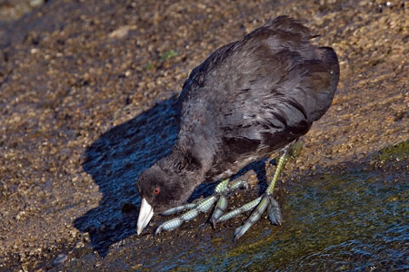 american coot photo