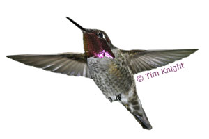 hummingbird photo by Tim Knight