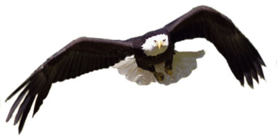 NatureMapping - Aguila blanca - Bald Eagle Fact Sheet