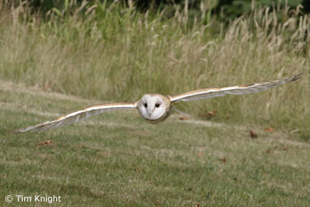 owl photo by Tim Knight