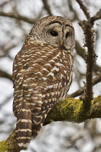 Barred-owl photo by NP