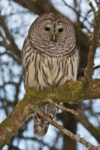 Barred-owl photo by NP