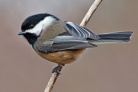 Black-capped Chickadee photo by Natures Pics