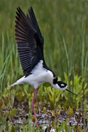 Black-necked Stilt photo by Natures Pics