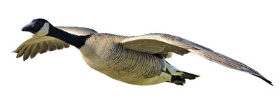 Canada Goose Facts