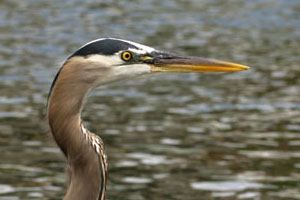 Great Blue Heron photo by Tim Knight