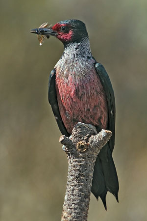 woodpecker photo