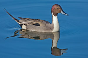 Northern pintail photo by NP