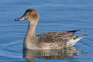 Northern pintail photo by NP