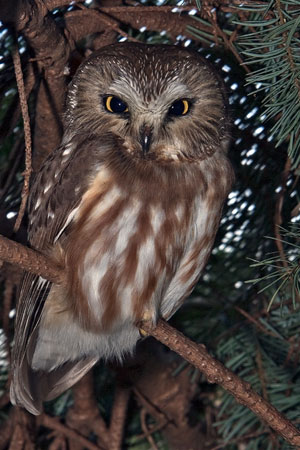 owl photo by Tim Knight