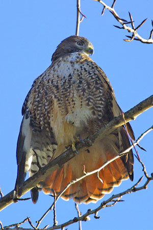 Red-tailed Hawk Facts - NatureMapping