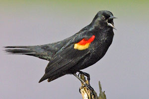 Red-winged Blackbird photo by NP