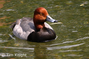 Male Redhead swimming