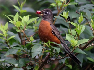 female robin photo by Tim Knight