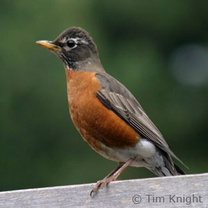 American Robin - Song Of America