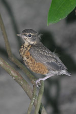 juvenil robin foto av Tim Knight