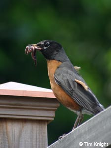 male robin photo by Tim Knight