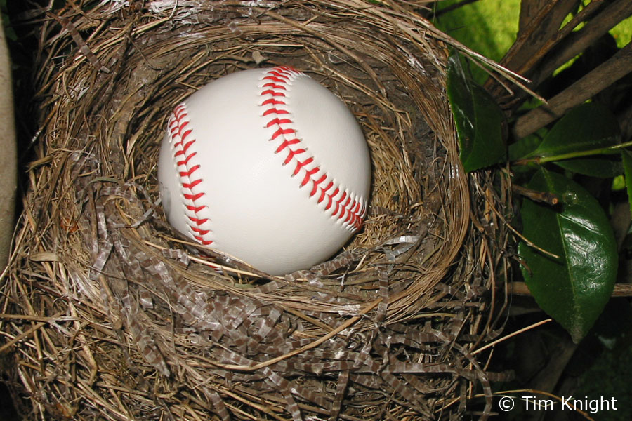 american robin bird eggs