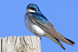 Tree Swallow photo by NP