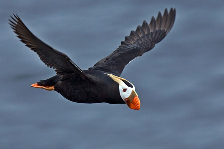 Tufted Puffin photo by Natures Pics