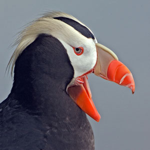 puffin habitat