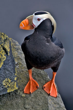 Tufted Puffin photo by Natures Pics