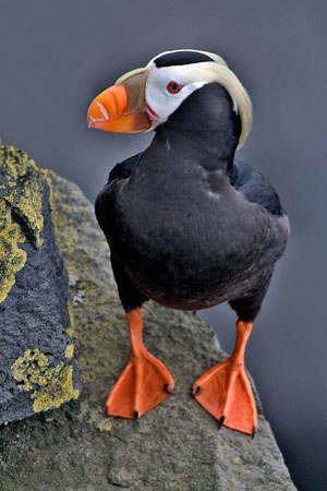 Tufted Puffin Facts - NatureMapping